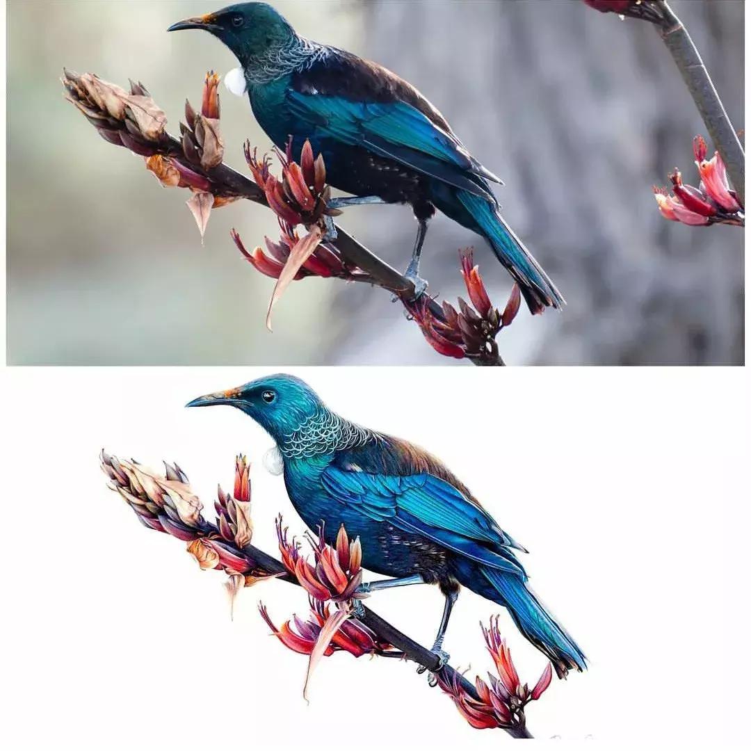 彩铅如何画得非常细腻,彩铅画的很好看零基础