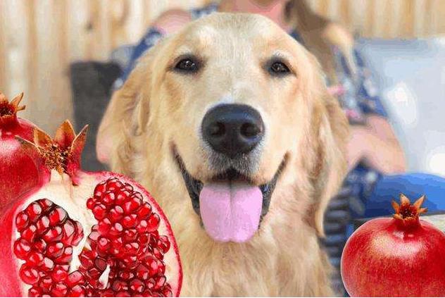 十大毒性最大的水果,最危险的十大水果