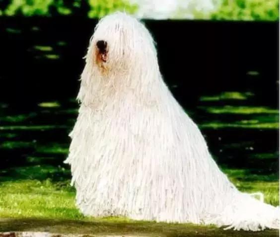 致命的60种动物,60种没见过的动物