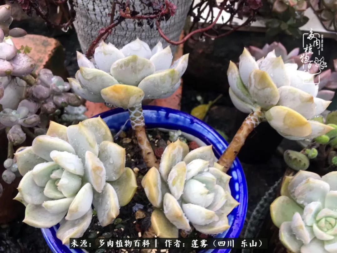 治愈系多肉精灵,初冬携一抹暖阳与多肉相伴