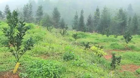 生物菌肥的最佳使用方法,生物菌肥的用途与病虫害的防治