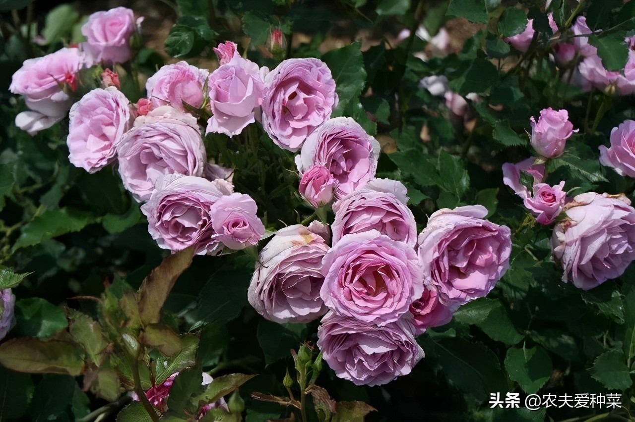 欧月月季品种大全图片,欧月月季的品种有哪些