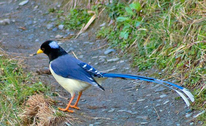 东江揽胜,惠州淡水常见鸟类图谱
