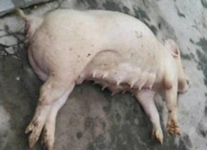 母猪胀气打什么针,母猪胀气最快的解决办法