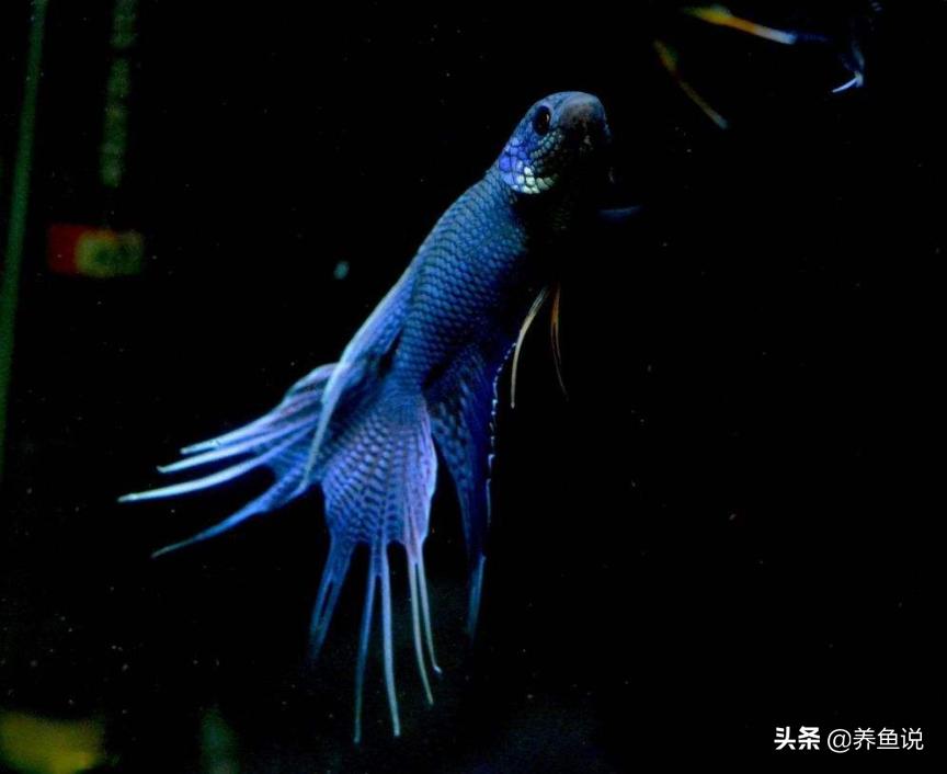 所有小观赏鱼大全,观赏鱼小鱼苗喂什么好