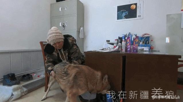 养狼disco：我在*疆新**，把狼养成了哈士奇