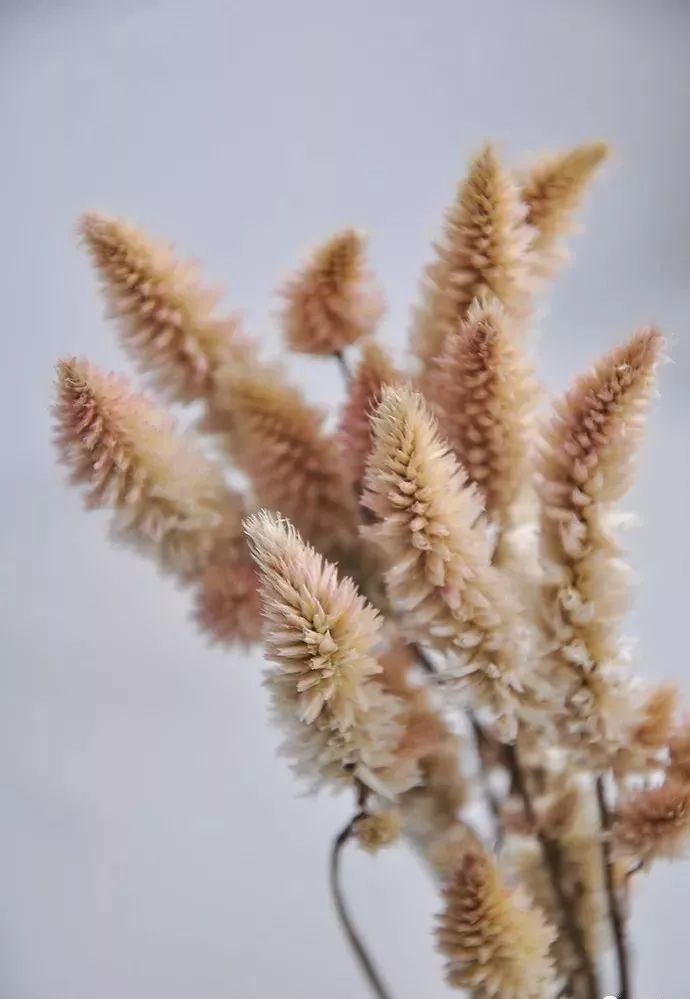 适合做干花的7种花,太阳花切花怎么做干花