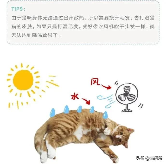 猫咪也有汗臭味儿吗？爱闻人类出汗的腋下又是为什么？