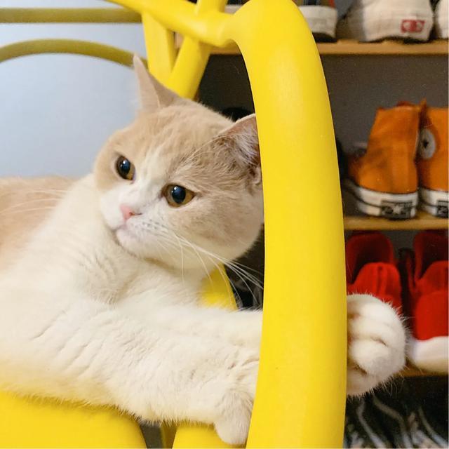 养稀有的英短是什么体验,英短乳白冷知识