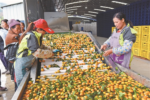 13.9万吨订单的背后——百色实施国家地标产品保护侧记