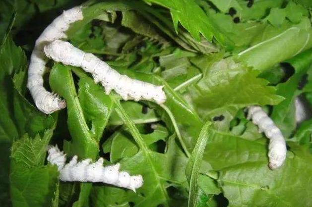 怎样防止高考滑档退档调剂,报志愿不服从调剂一定会滑档吗