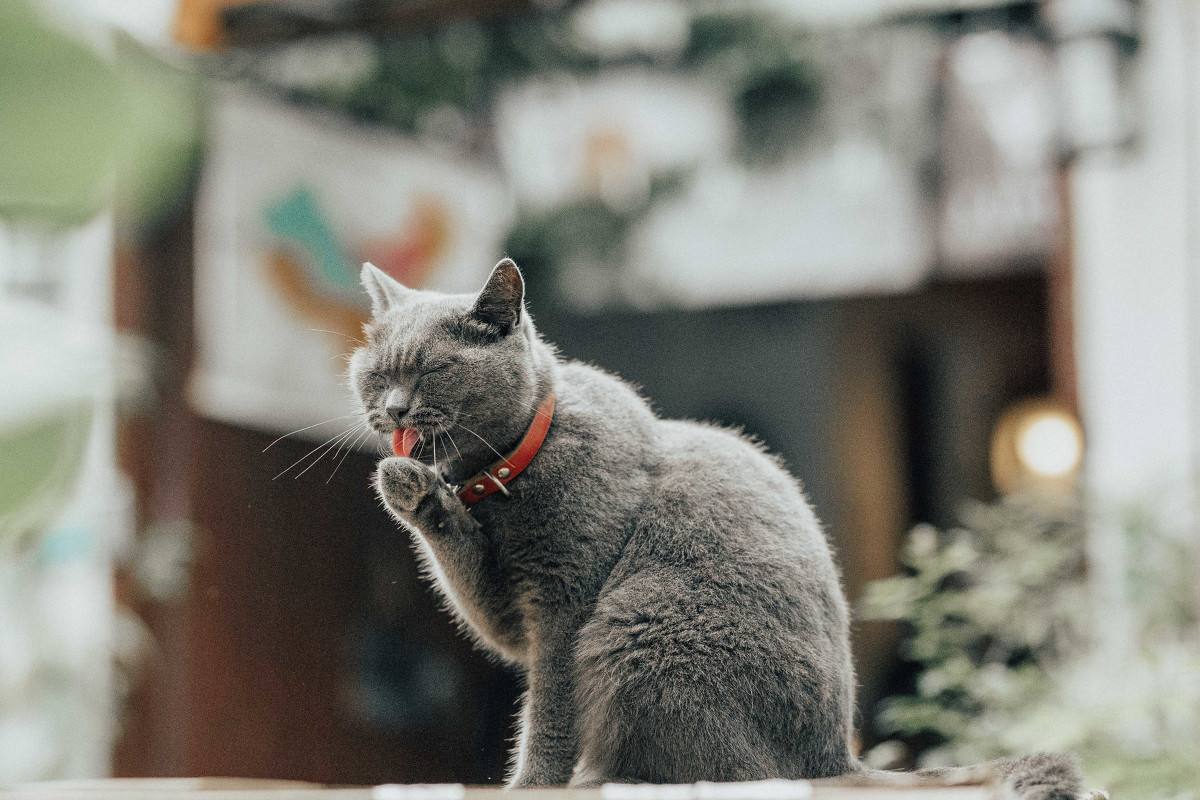 猫咪软便是什么原因怎么解决,猫咪软便的原因有哪些