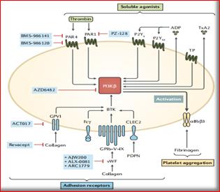 十大抗栓药排行,十种最好的抗栓药
