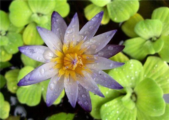 养睡莲最好的大容器,睡莲怎么养开花比巴掌都大