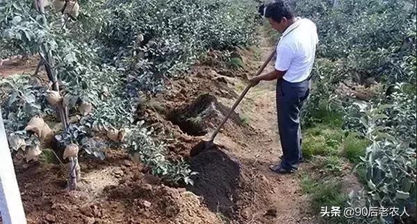 防缩果病裂果最简单的方法,苹果裂果病用什么治