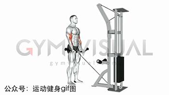 100张肌肉分解图,手臂肌肉的爆发力怎么练