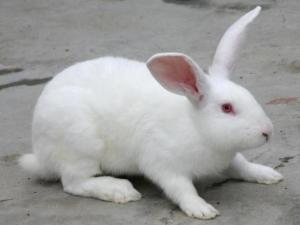 兔子可以不吃兔粮能活吗,兔子的粪便会不会让兔子死亡