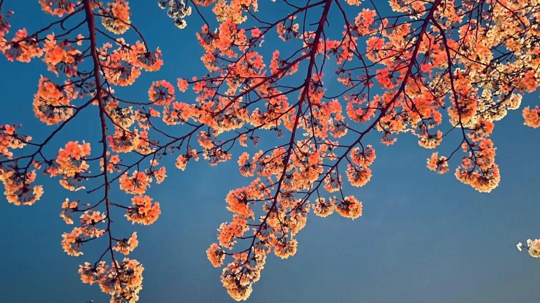 江苏省五星级高中（四）江苏省锡山高级中学