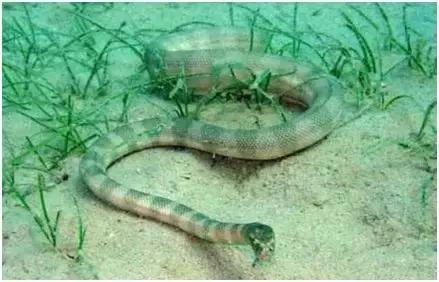 农田冷门养殖致富项目有哪些,赚钱新项目养殖