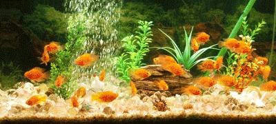 孔雀鱼缸水发绿怎么办,鱼缸水发绿对鱼有害么