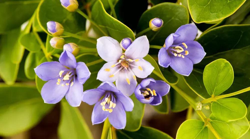 放血治梅毒穴位,水银治疗梅毒