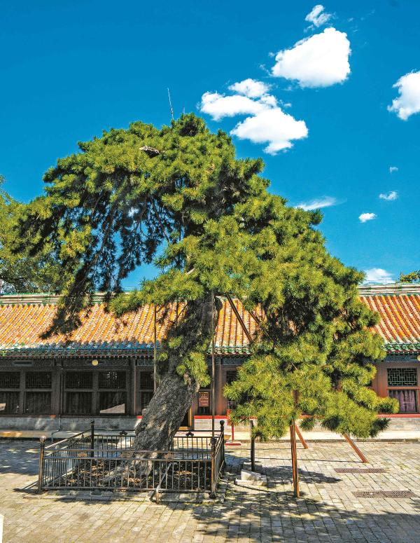 深绿色松树林景色图片,林草科普宣传视频