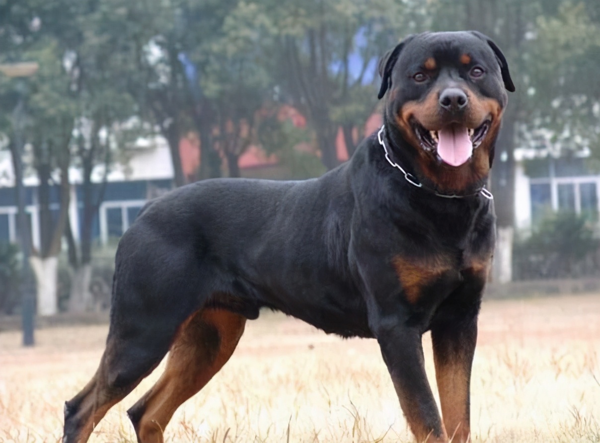 哪些适合家养的狗能保护主人,养哪种宠物狗不容易生病