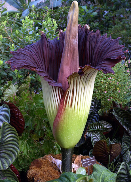 自然界嘴巴奇特的十种动物,十种奇特的自然界植物图片