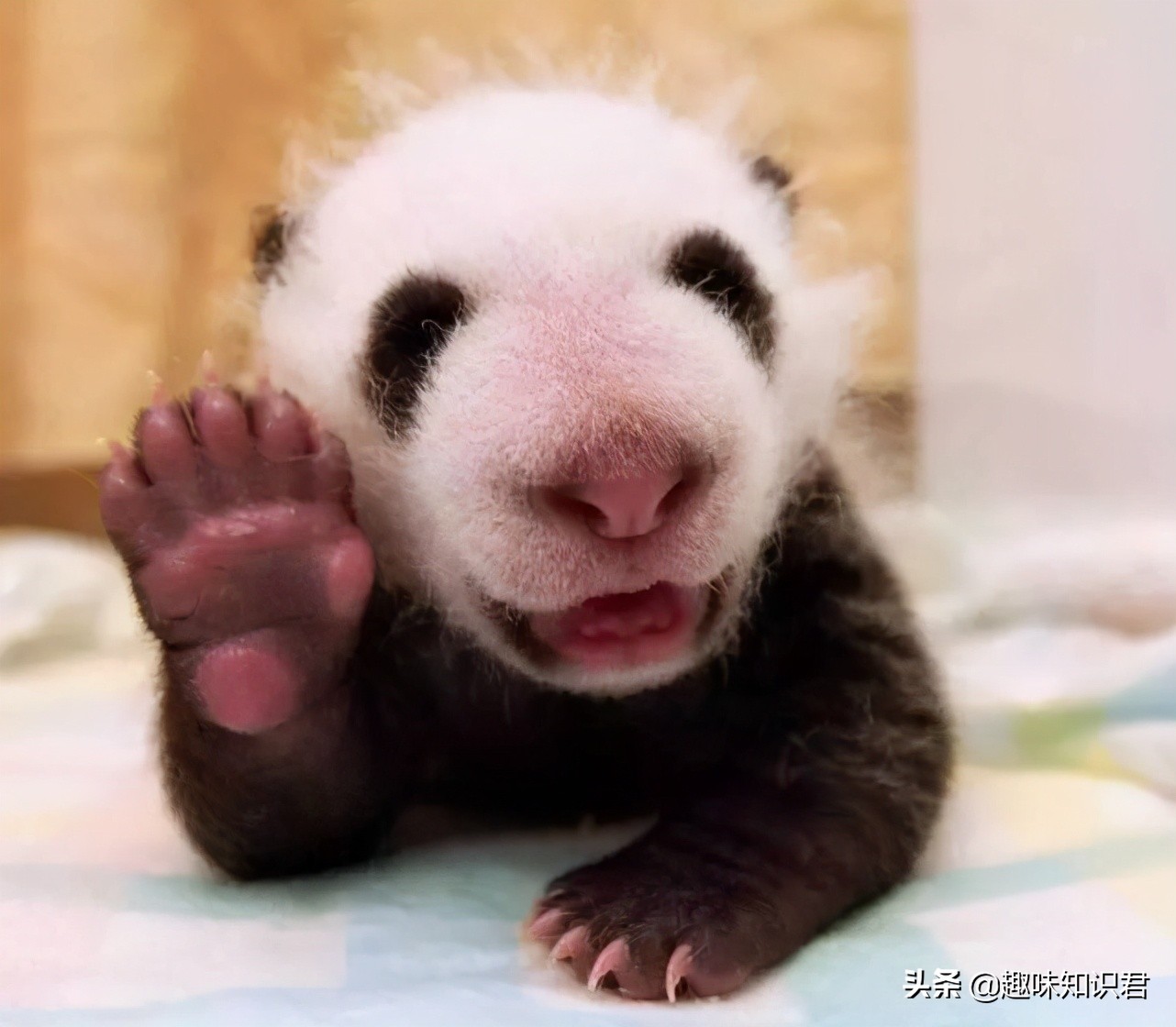 每日小科普有趣的冷知识分享,最有趣的冷知识你知道吗