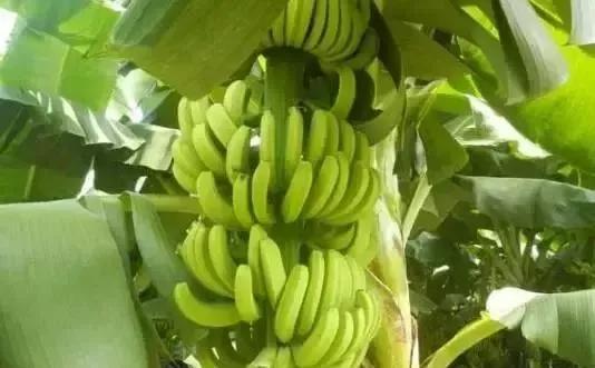 野外求生净化水的方法,野外生存取水的正确方法