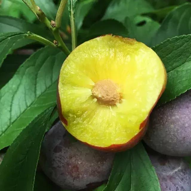 汶川最美紫宝石,汶川最美的紫宝石