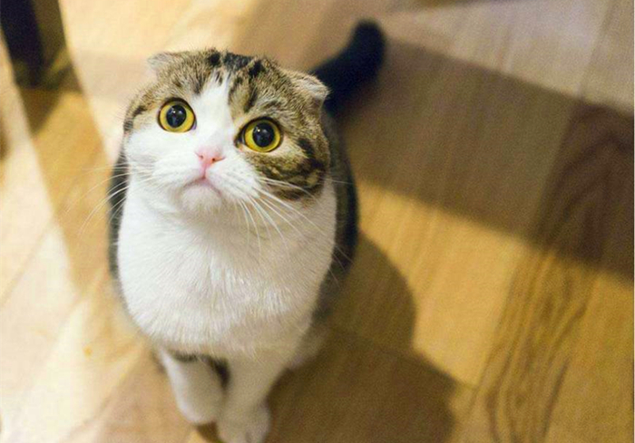 带猫咪回家过年猫咪害怕怎么办,过年带猫回家猫咪特别害怕怎么办