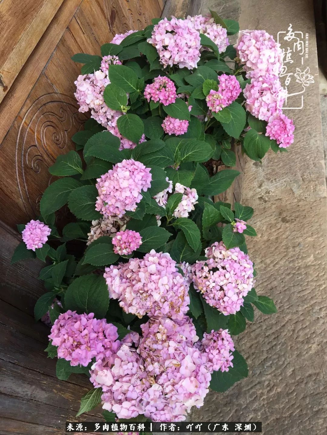 涓冨僵浜戝崡澶氳倝,浜戝崡澶氳倝涔嬫梾