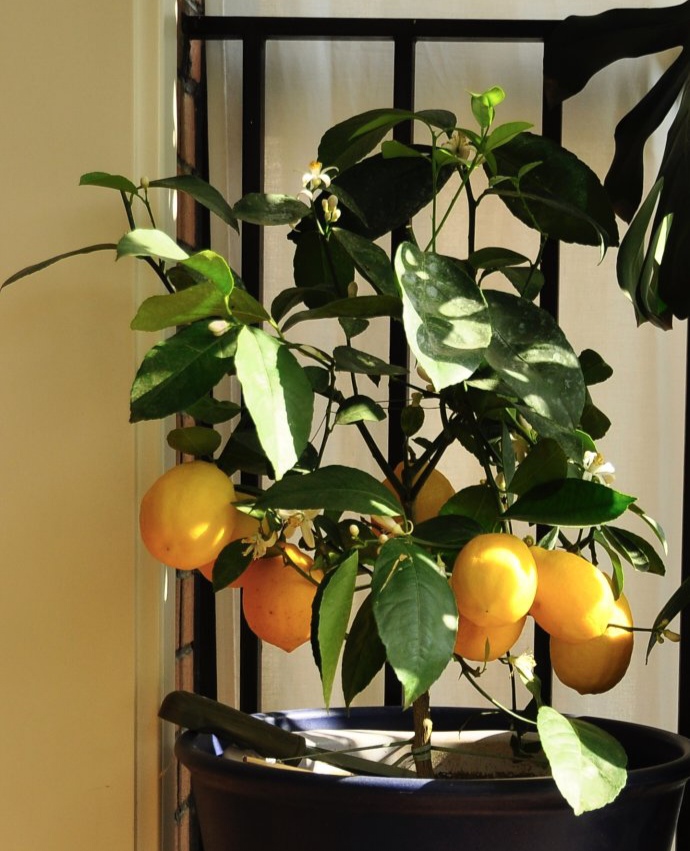 养花人养的花都有哪些,什么花养人又健康又好养