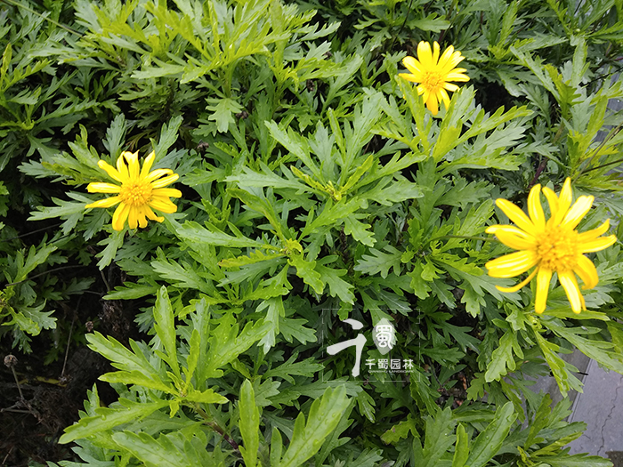 玛格丽特用什么花盆种比较好看,玛格丽特盆栽鲜花怎么醒花