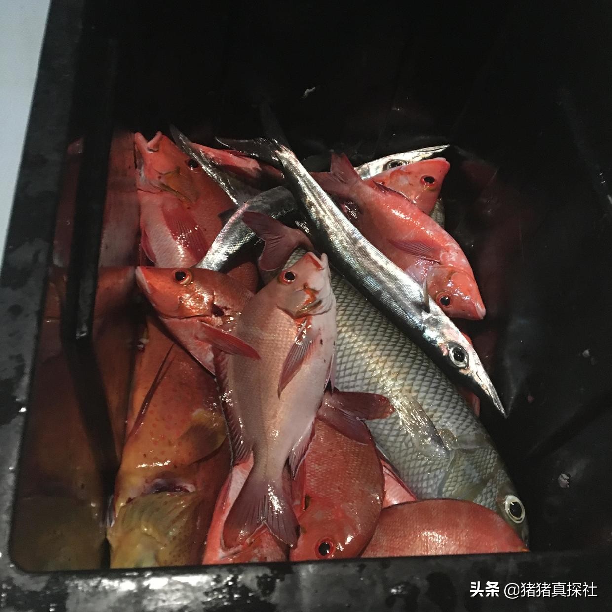 马尔代夫鲁滨逊努努岛,马尔代夫鲁滨逊努努岛浮潜