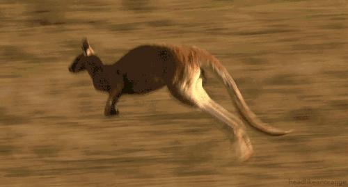 澳大利亚国宝袋鼠是超雄吗,澳洲袋鼠国宝