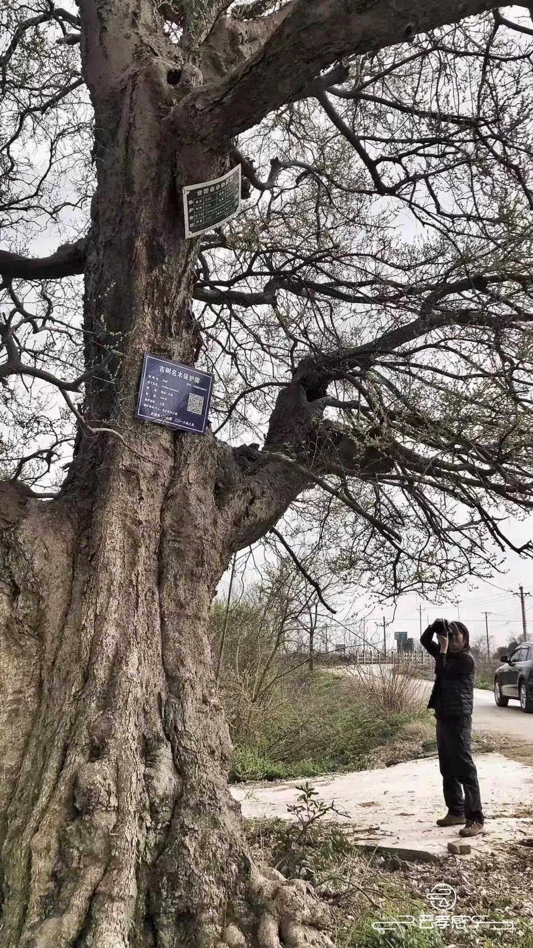 李鸿飞摄影作品初春,李鸿飞画家