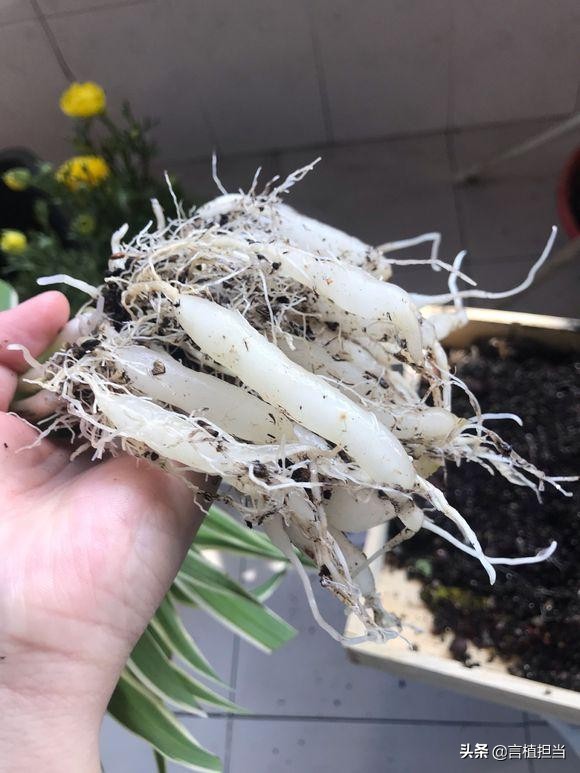 鍚婂叞妞嶇墿鐭ヨ瘑,鍚婂叞瑕佹兂鍏诲緱濂借繖浜涚煡璇嗗皯涓嶄簡