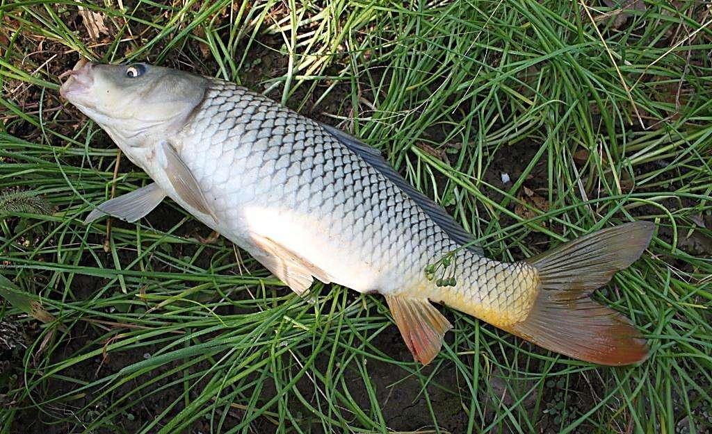大板鲫饵料和疯钓鲫饵料哪个好,疯钓鲫本味是粗颗粒饵料吗