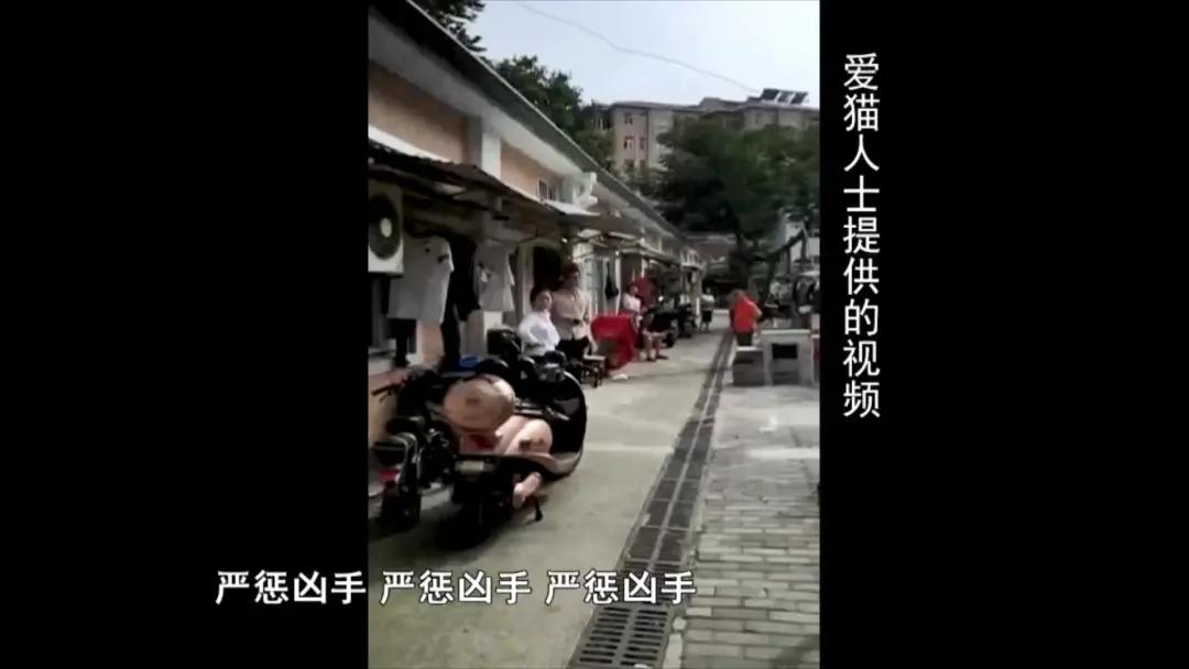 小猫被箭射伤后续,小猫被打伤了腿