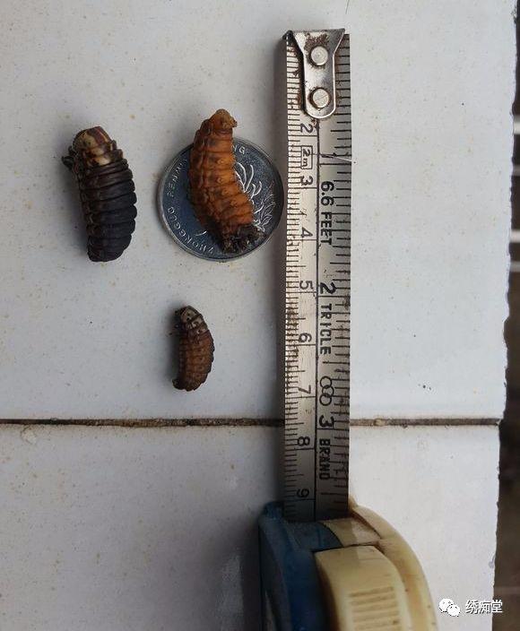 昆虫蓑蛾吃什么,蓑蛾防治方法