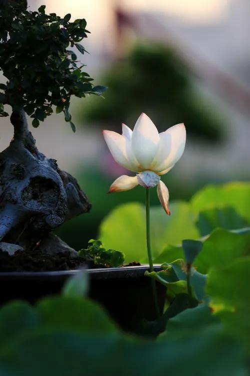 倪海厦临床医案解说,倪海厦看病十问十诊总结