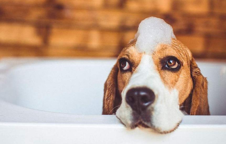 怎么给狗狗养成洗澡的习惯,狗狗抗拒洗澡甚至咬人