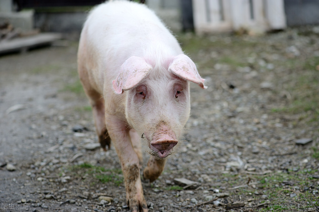 益母草中草药的功效与作用是什么,益母草最有药效的部分