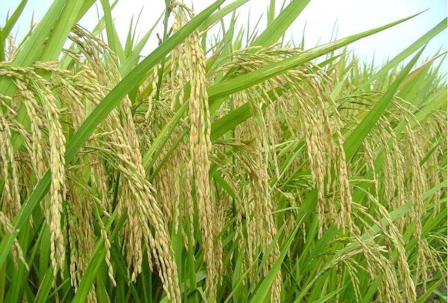 米罐里面有很多虫子,米罐里的虫子怎么去除