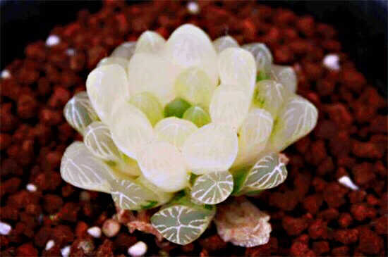 冰灯玉露防辐射彩色多肉植物,超大母本冰灯玉露多肉植物