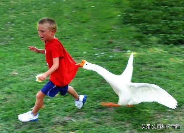 蛇怕鹅鸭粪,蛇怕鹅粪科学解释