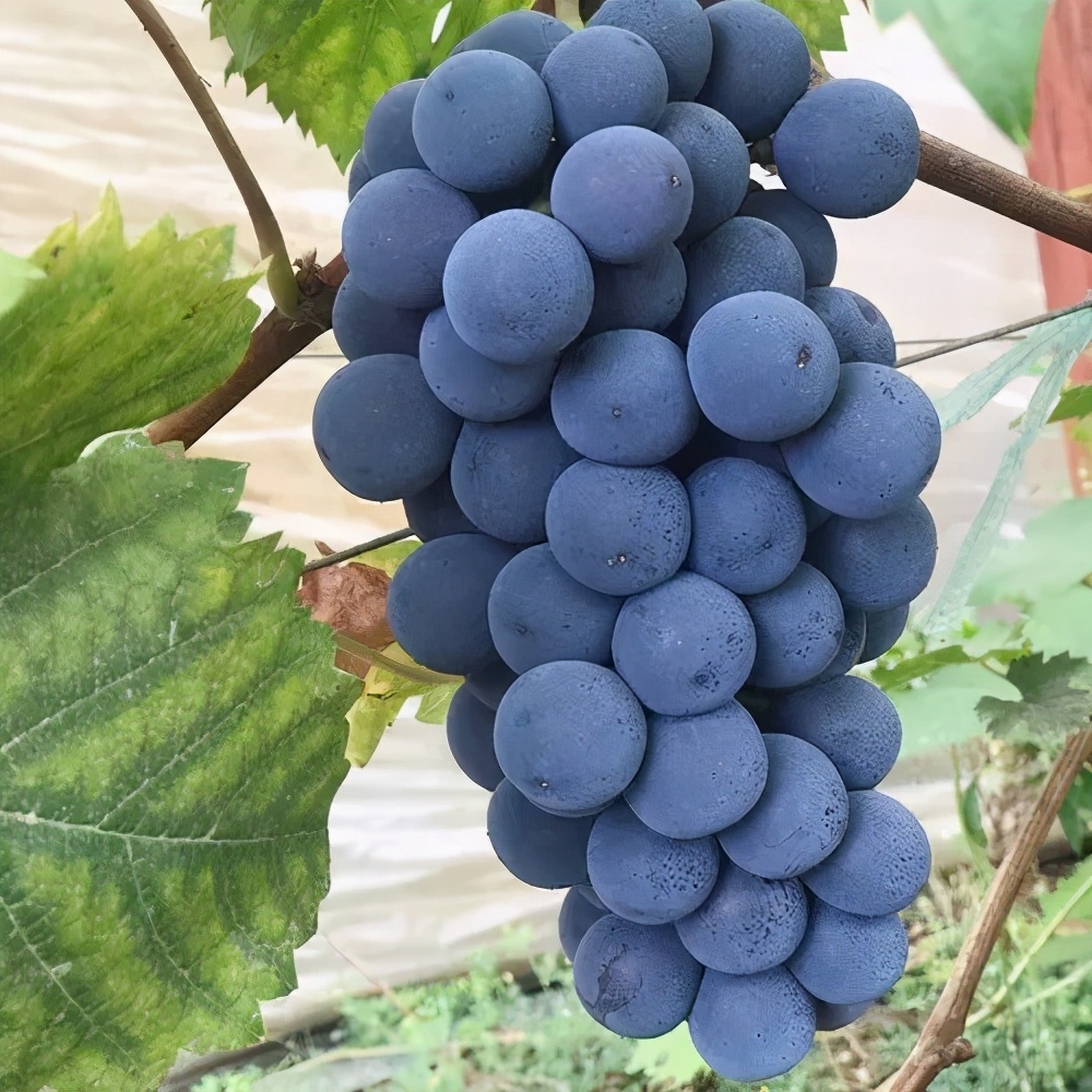 葡萄园套种火龙果,种了两棚火龙果一年收入11万