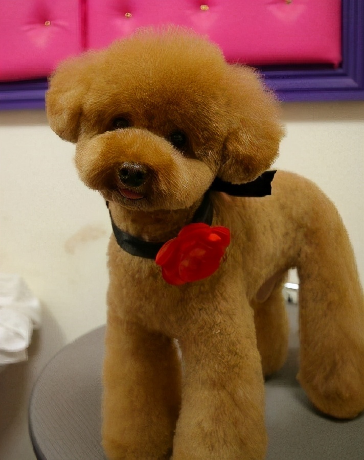 泰迪有哪些不良习惯如何纠正,泰迪的4大忌讳